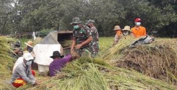  Panen Raya Padi, Satgas TMMD Bojonegoro Lakukan Pendampingan Petani Jatimulyo